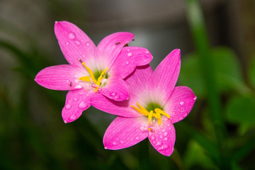 Pink rain lily, a very common flower in gardens in Rio de Janeiro (Zephyranthes Rosea)