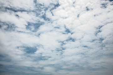 Obraz premium Sky and tree in sunny day for background