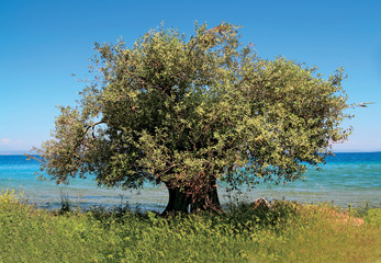 a large olive tree by the sea
