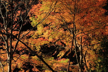 紅葉