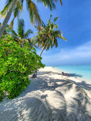 Typical vegetation of the atolls in the Maldives