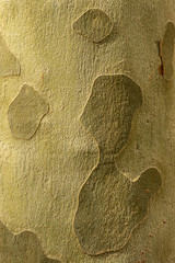 Die Borke der ahornblättrigen Platane blättert jährlich in dünnen Platten ab und hinterlässt ein typisches Mosaik aus hellgelben, grünlichen und grauen Bereichen durch den Wachstumsschub im Sommer