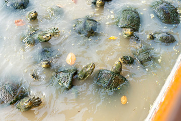 Turtles in the canal dig Within the area of Wat Yai Chai Mongkol, Ayutthaya, Thailand