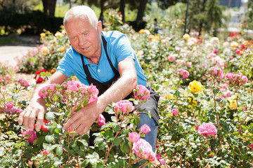 Fototapeta na wymiar Man cutting back shoots of rose bushes