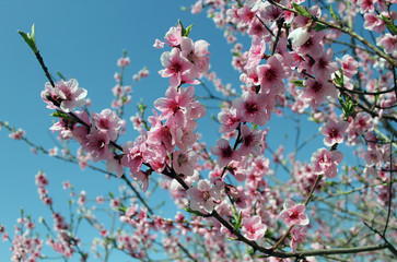 pink cherry blossom flower in spring time over blue sky.