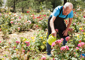 Man watering rose bushes