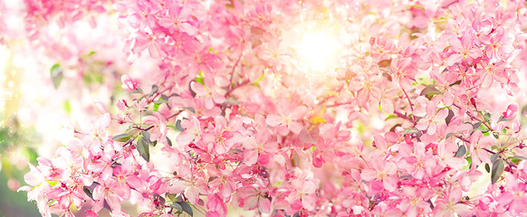 Pink cherry flowers in spring garden. Blossom nature background. spring season concept. banner. copy space