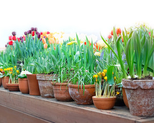 spring flowers in greenhouse. Colorful flowers in pots. blossom spring season concept. 