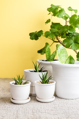 Succulents in different ceramic pots on the yellow background. home gardening