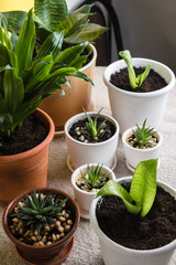 Succulents in different ceramic pots. 