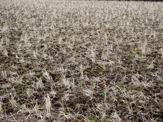 早春の田圃風景