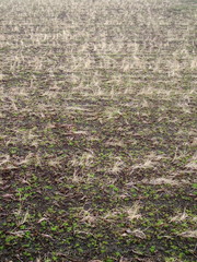 早春の田圃風景