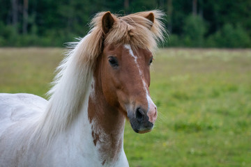 Obraz na płótnie Canvas Beautiful white and brown Icelandic horse full of spirit