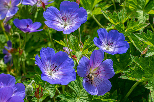 Blue geranium flowers in summer sunlight