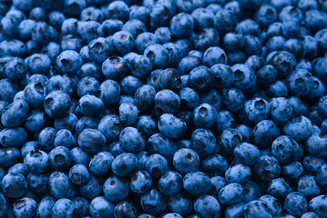 Fresh blueberry background. Texture blueberry berries close up.