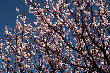 冠山総合公園の梅