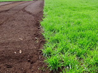 早春の休耕地風景