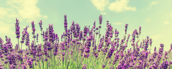 Blooming lavender field. Summer flowers. Selective focus.