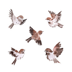Set of five flying sparrows. Hand-drawn watercolor. On white background.