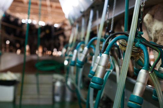Close up of milking line