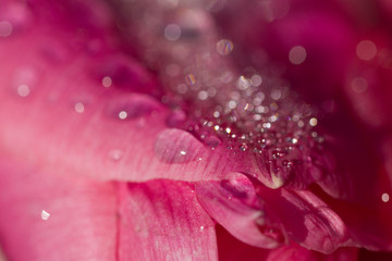 Macro Close up Shot of Many Water Drops on pink petal . Dew drops on a flower. Flower, freshness....