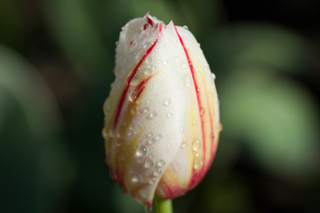 white tulips blooming in the garden. soft focus .  blurred and sharp