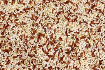 Riz, Camargue 