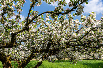 Blooming apple tree on the green meadow