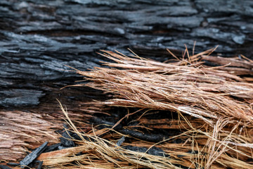 burnt wood texture with raw timber