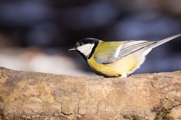 Great Tit (Parus major)