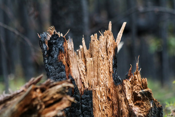 Burnt tree stump in forest