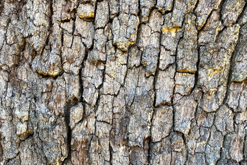 close-up view dark shadows natural tree bark