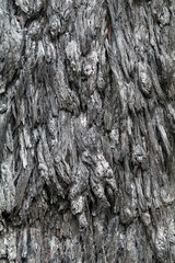 bark of a tree burnt texture