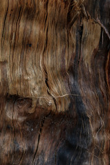 texture of wood