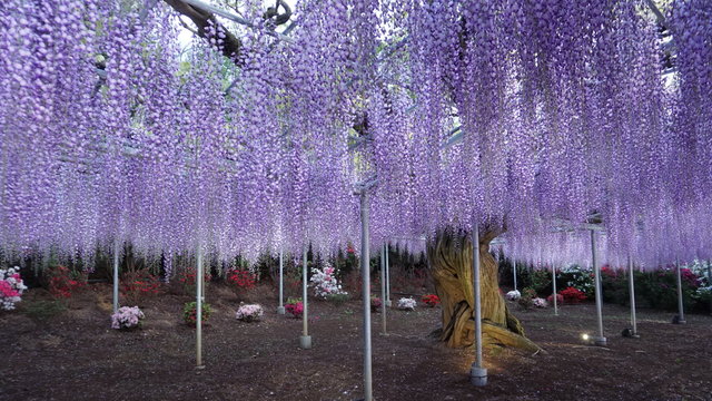 Hanging bunches of purple Wisteria tree. Spring time in Japan