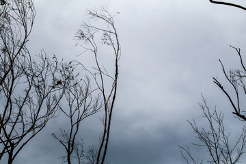 silhouette of a tree