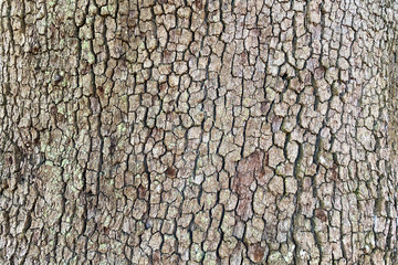 detailed natural light tree bark distance view