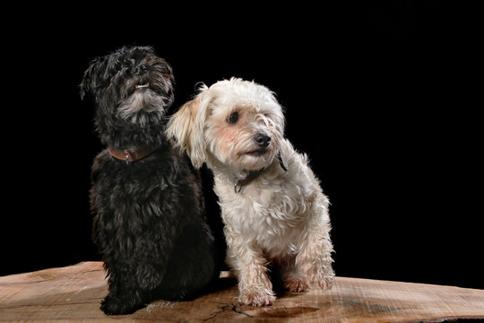Two dogs on a wooden plank before a black background