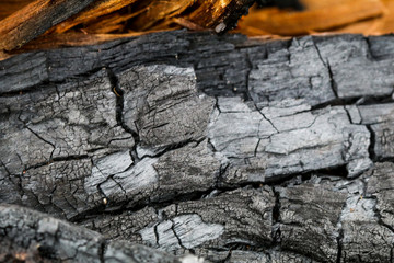 bark of a tree burnt texture