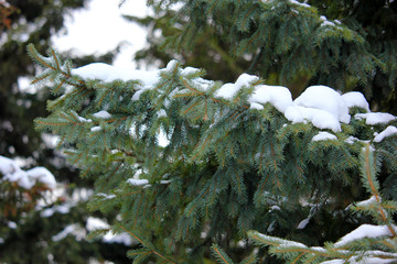 branches of blue spruce in the snow