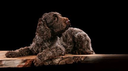 Lagotto on a wooden plank before a black background