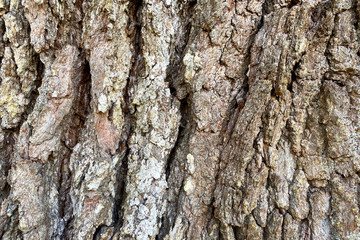 bright close-up details tree bark natural light