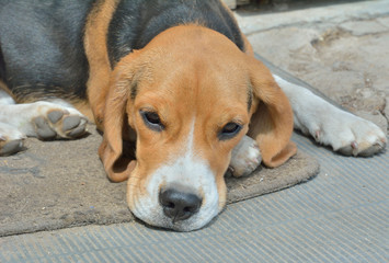 Dog beagle 12