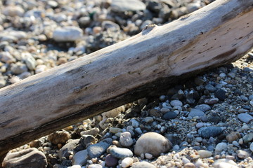 holz am strand angeschwemmt