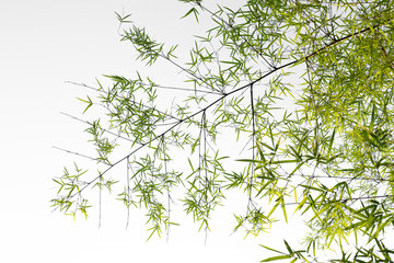 Sky and tree in sunny day