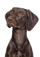 brown dog looks up on a white background
