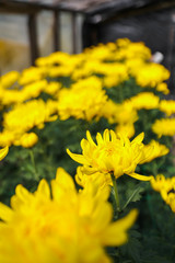  Beautiful yellow chrysanthemum growing in a greenhouse