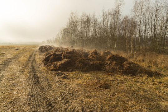 Parująca sterta obornika w świetle porannego słońca.
