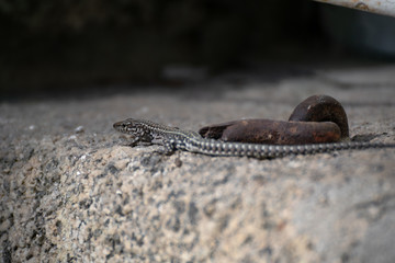 Common lizard in Madrid (podarcis Guadarramae)