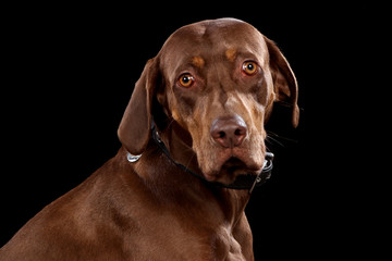 Portrait of  dog on a wooden plank before a black background